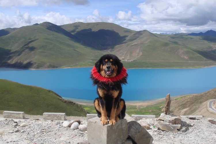Der tibetische Mastiff 
