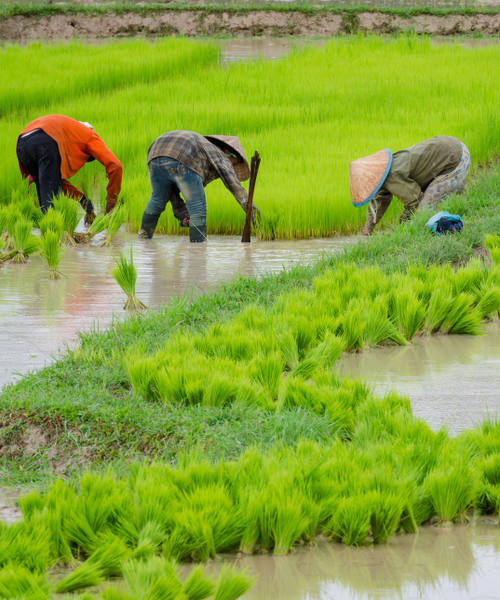 Reis Anbauen in Laos