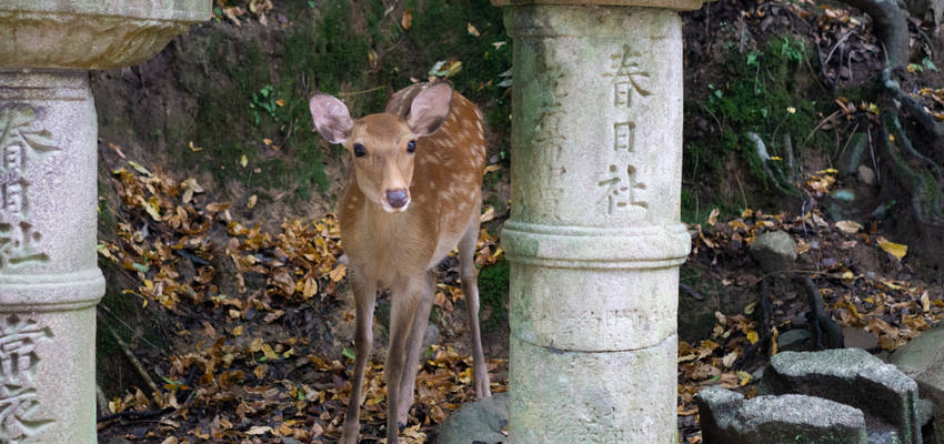 Nara Park japan Reisen