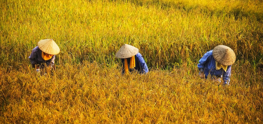 Reisfeldern in  Hanoi