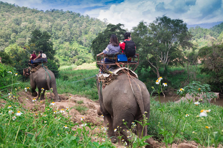 Chiang Mai Elefanten